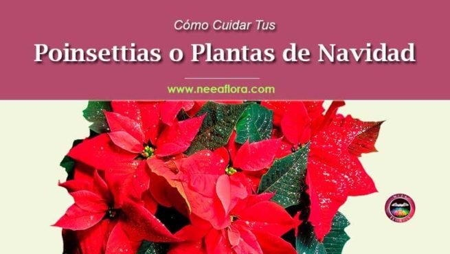 Cómo cuidar tu Poinsettia o planta de navidad Caro Lagos Cursos y