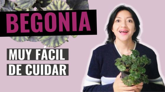 Cómo cuidar la Begonia mazae • Caro Lagos - Cursos y talleres