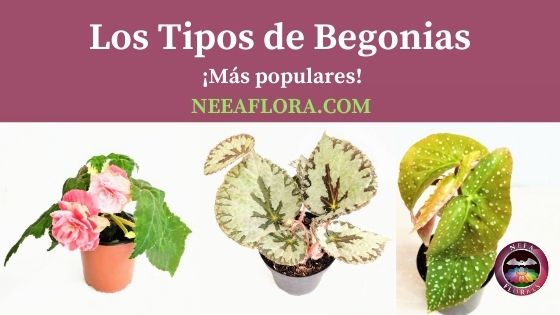 Los tipos de Begonias. Nombres, fotos, variedades y más • Caro Lagos -  Cursos y talleres