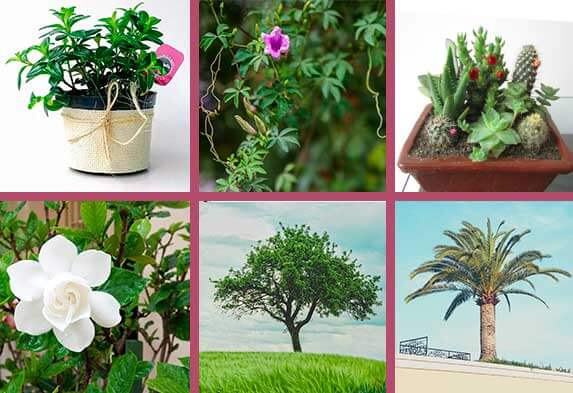Tipos de plantas ornamentales: 5 formas de clasificarlas • Neea Flora